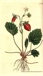 Fragaria vesca
