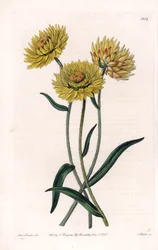 Xerochrysum variete, endemico in Australia - Inciso da S. Watts, da un