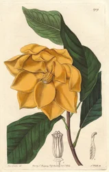 Magnolia a fiori gialli, originaria di Giava (Indonesia) - Acquaforte di S. Watts da un