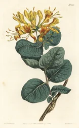 Caprifoglio a fiori gialli, Lonicera flava