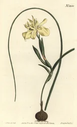 Moraea a radice commestibile gialla, Moraea fugax (Moraea edulis). Incisione a mano colorata a rame di F. Sansom Jr. da un