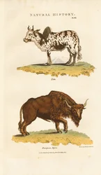 Zebù e bisonte europeo