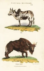 Zebu e bisonte - Zebu, Bos indicus, e bisonte europeo, Bison bonasus