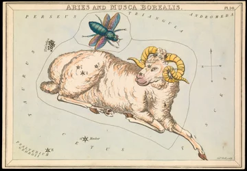 Ariete e Musca borealis, c.1825