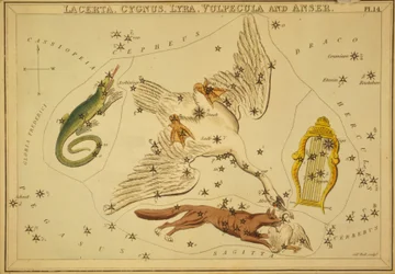 Lacerta, Cygnus, Lyra, Vulpecula e Anser, Illustrazione da 