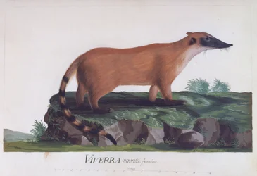 Femmina di Viverra nasuta, incisione colorata di Sidney Parkinson
