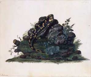 Salamandra, acquerello di Sidney Parkinson (ca 1745-1771), Regno Unito