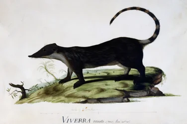 Viverra nasuta maschio