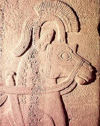 Dettaglio della testa di un cavallo