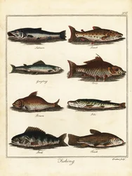 Pesca: salmone, trota, temolo, carpa, bream, luccio, persico, tinca. 1792 (incisione)