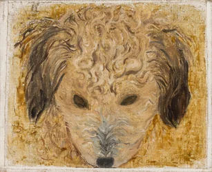 Testa di cane