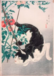 Gatto con pianta di pomodoro