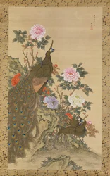 Pavoni e peonie