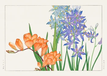 Fiore di fresia da "Seiyou Sokazufu