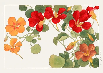 Fiore di nasturzio da "Seiyou Sokazufu