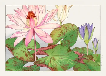 Ninfea loto da "Seiyou Sokazufu