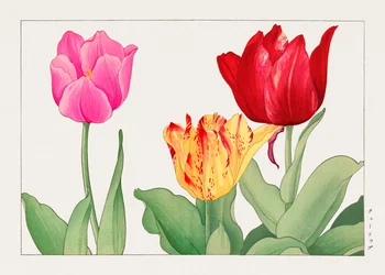 Tulipano da "Seiyou Sokazufu