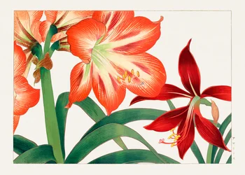 Fiore di amaryllis d