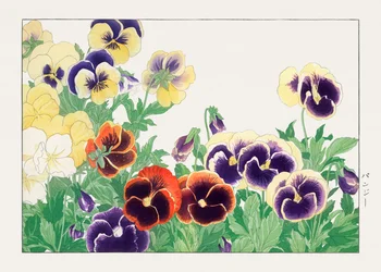 Fiore di viola del pensiero d