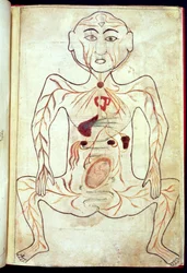 Membri organici e l