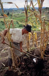 Benigno Marin, un contadino, lavora in un campo in Colombia