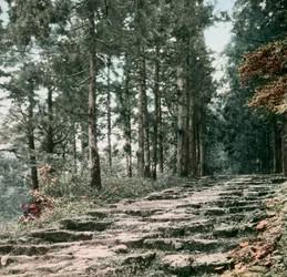 Vicolo dei Cedri, Hakone, 1900-1915 circa (fotografia)