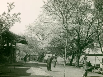 Fiori di ciliegio nella città di Otsu, isola di Honshu, 1900-1915 circa (fotografia)