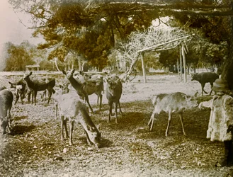 Daini in libertà a Nara, 1900-1915 circa (fotografia)
