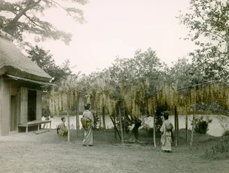 Glicina in fiore a Nagaoka - Kyo, Kyoto, 1900-1915 circa (fotografia)