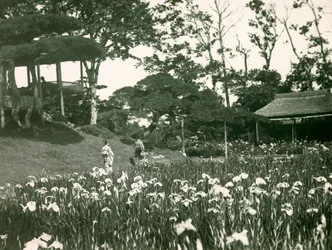 Giardino degli iris di Horikiri Shōbu-en a Tokyo, circa 1900-1915