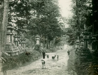 Parco Kasauga Taisha a Nara, 1900-1915 circa (fotografia)