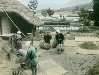 Contadini che spigolano il riso ai margini delle risaie in Giappone, circa 1900 - 1915 (fotografia)
