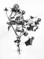 Tra i fiori 10