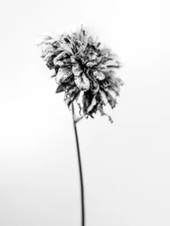 Tra i Fiori 17