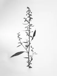 Tra i fiori 24