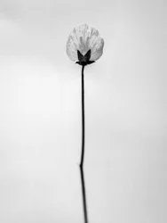 Tra i fiori 26