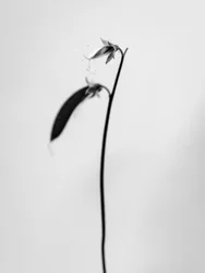 Tra i fiori 27