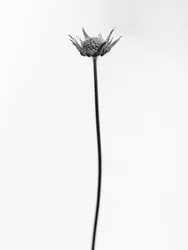 Tra i fiori 33
