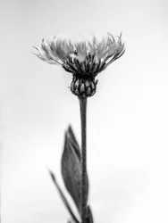 Tra i fiori 38
