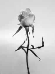 Tra i fiori 40