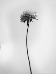 Tra i fiori 44