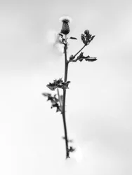 Tra i fiori 48