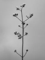Tra i fiori 4