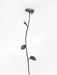 Tra i fiori 50