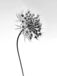 Tra i fiori 52, 2021