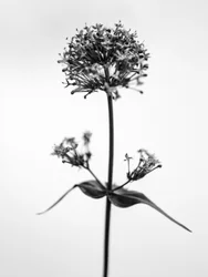 Tra i fiori 53