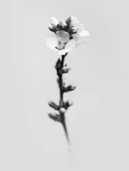 Tra i fiori 55