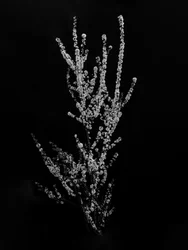 Tra i fiori 56