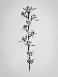 Tra i fiori 59