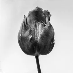 Tra i fiori 64